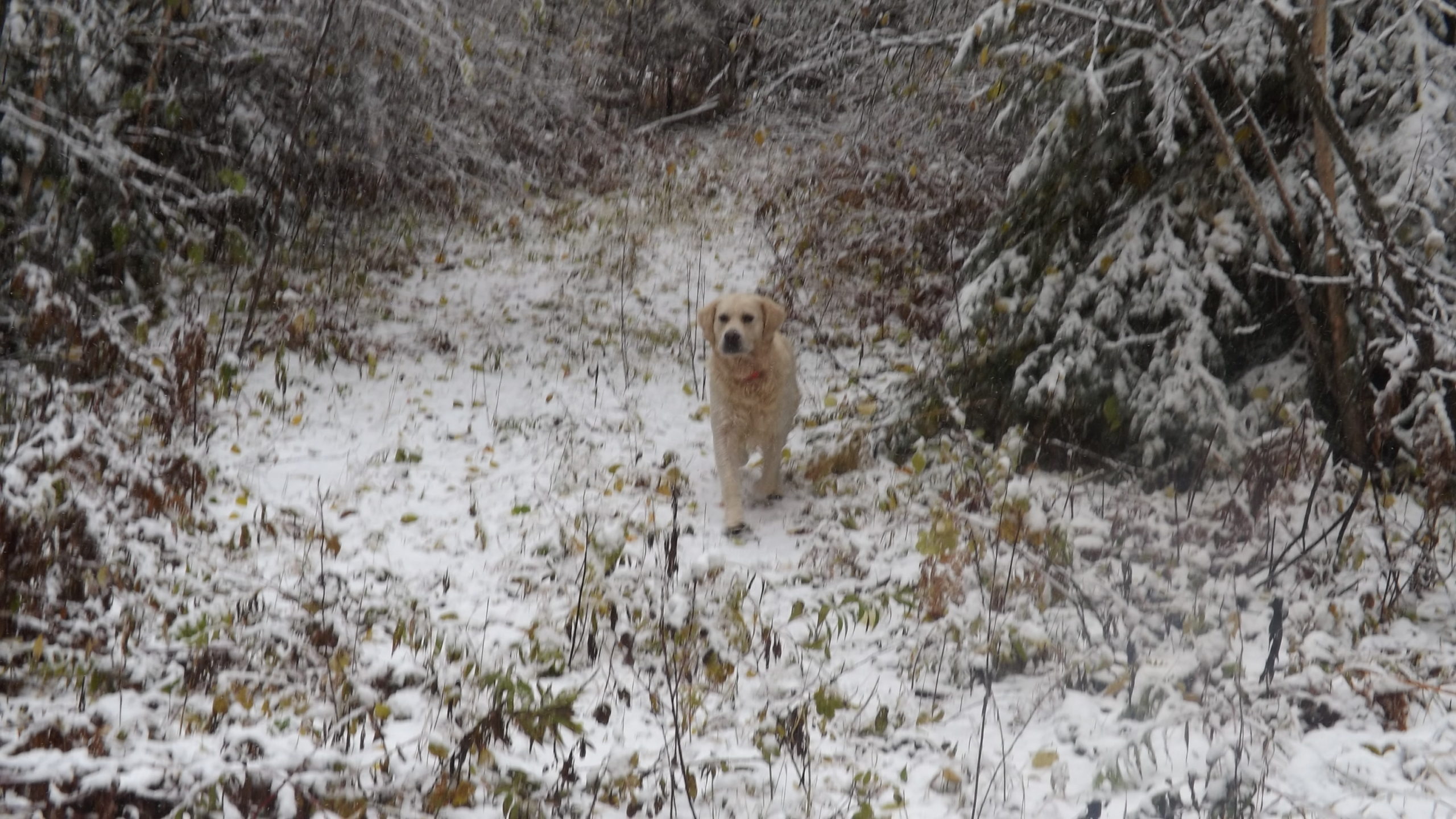 Orvis Cover Dog Contest