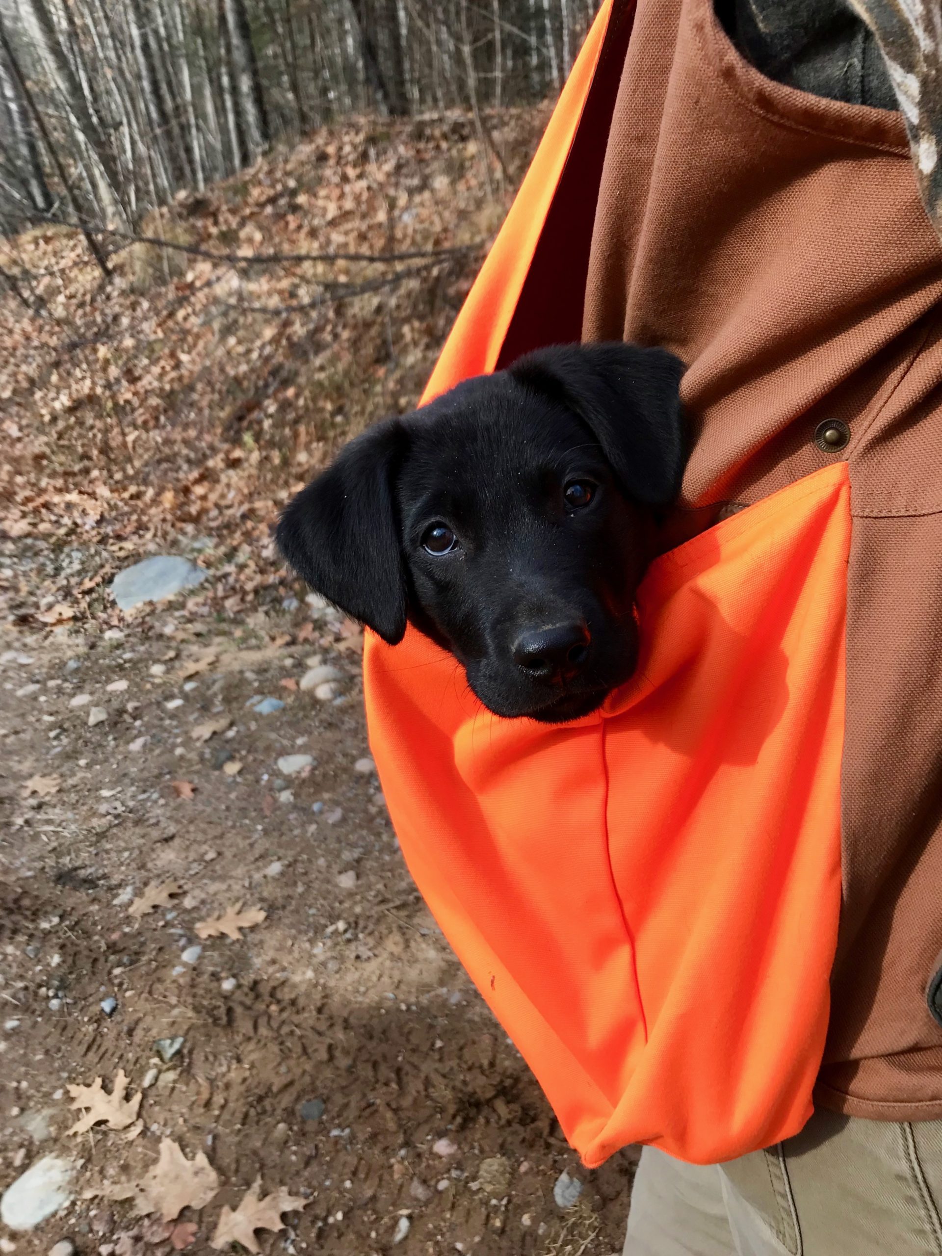 Yeti Orvis Cover Dog