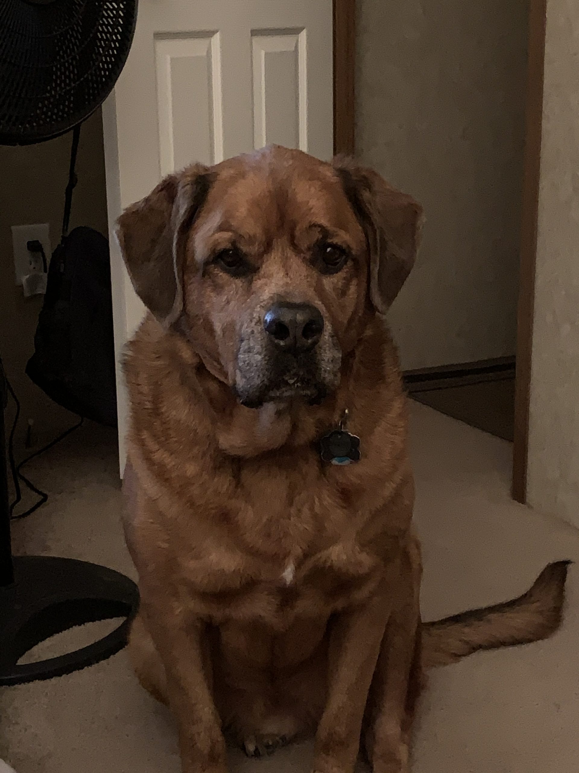 Lakota Orvis Cover Dog