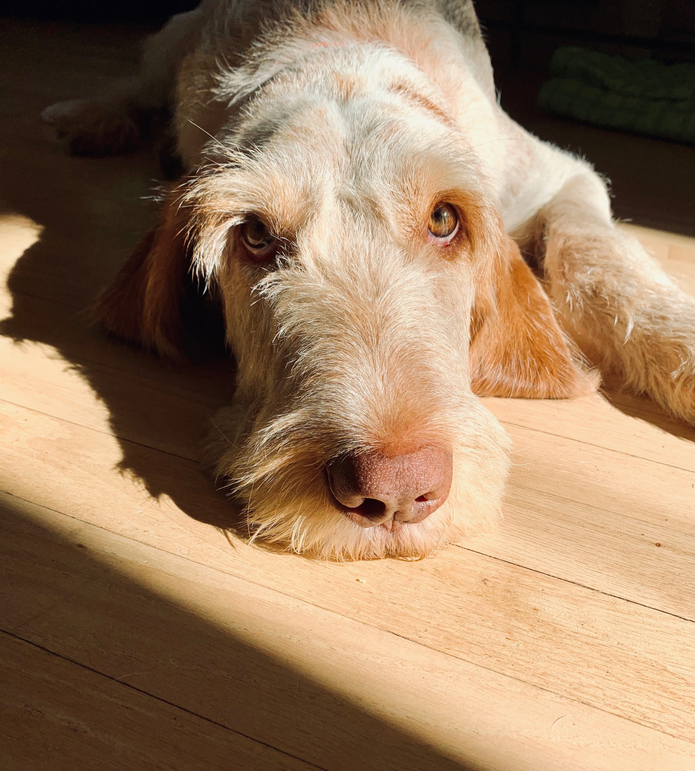 Fletcher Orvis Cover Dog