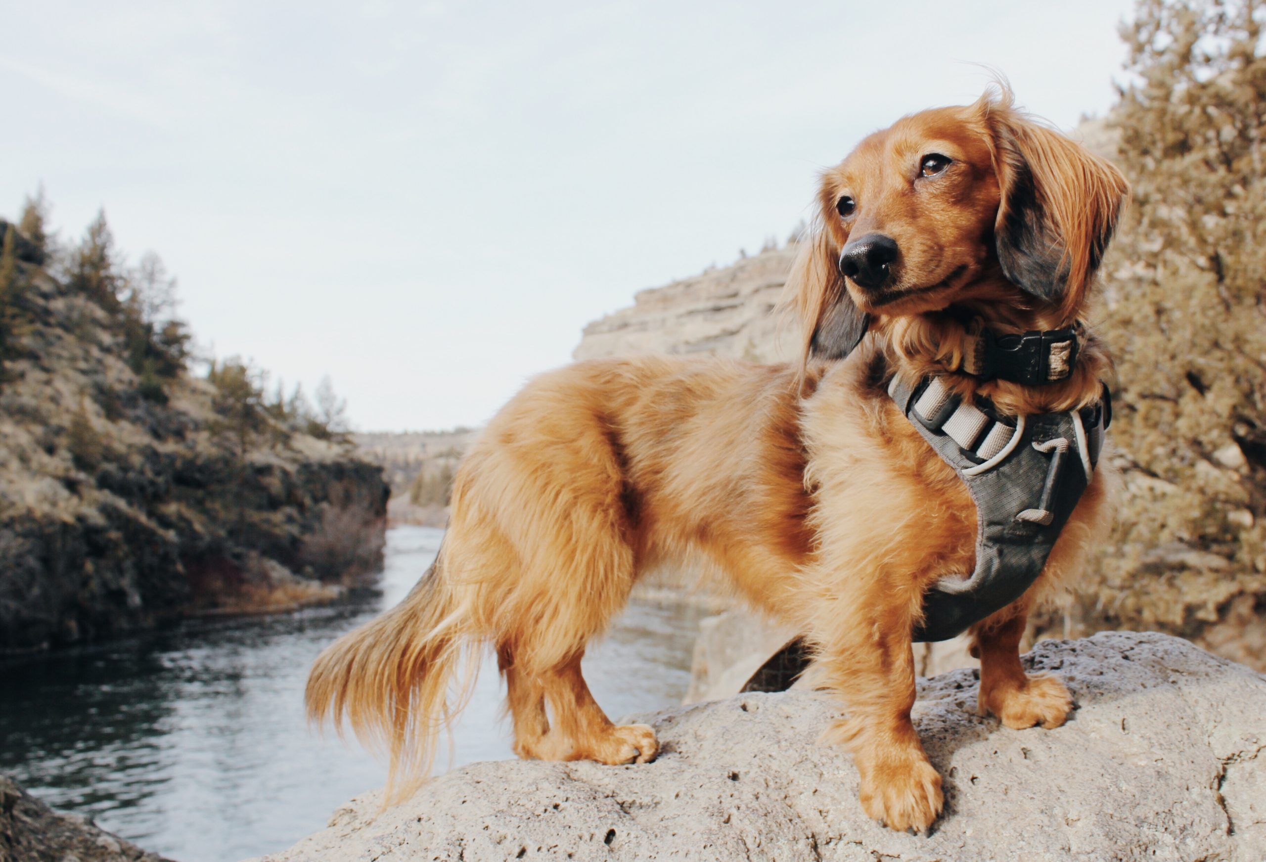 Basil Orvis Cover Dog