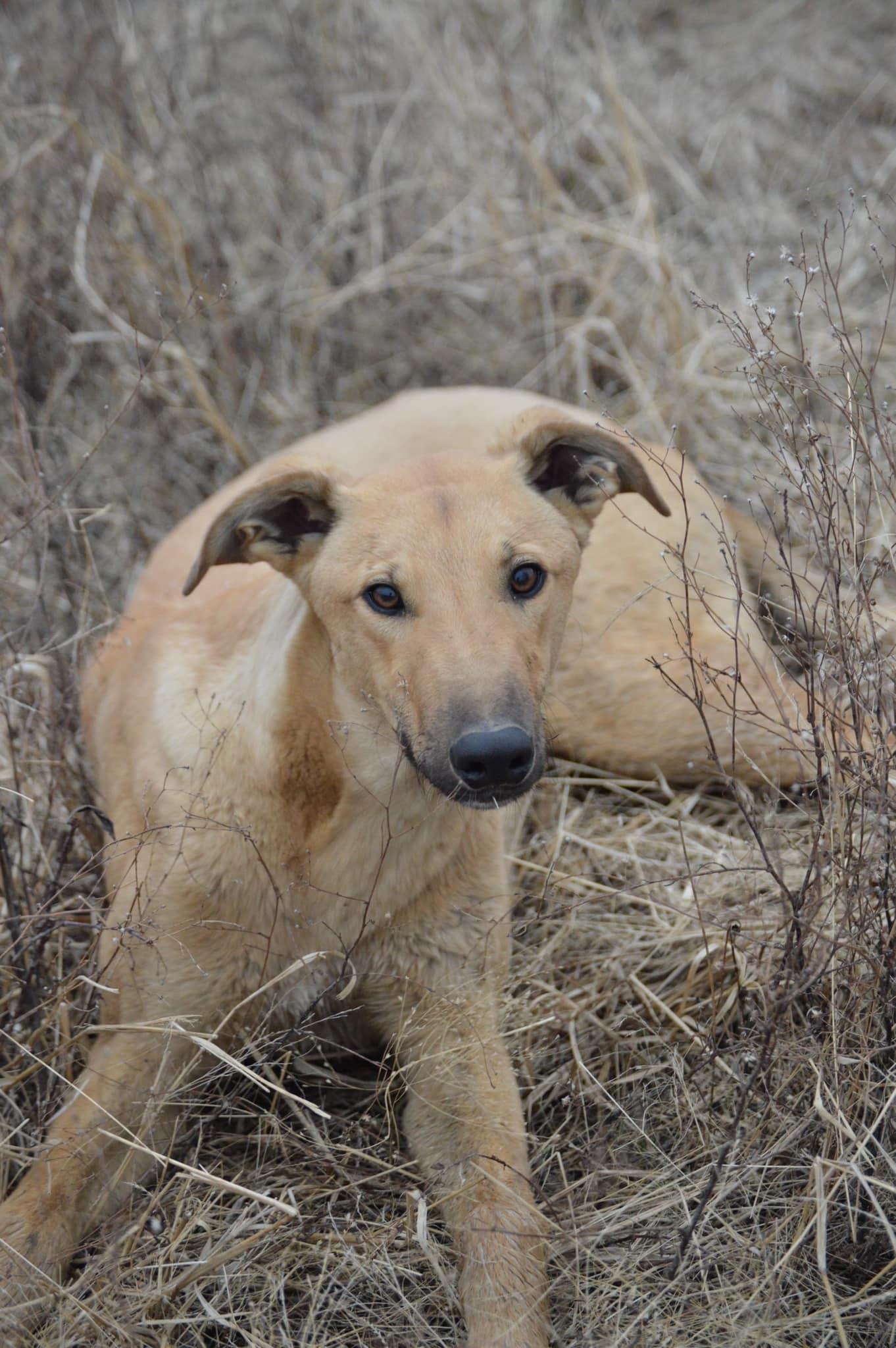 Cortez Orvis Cover Dog