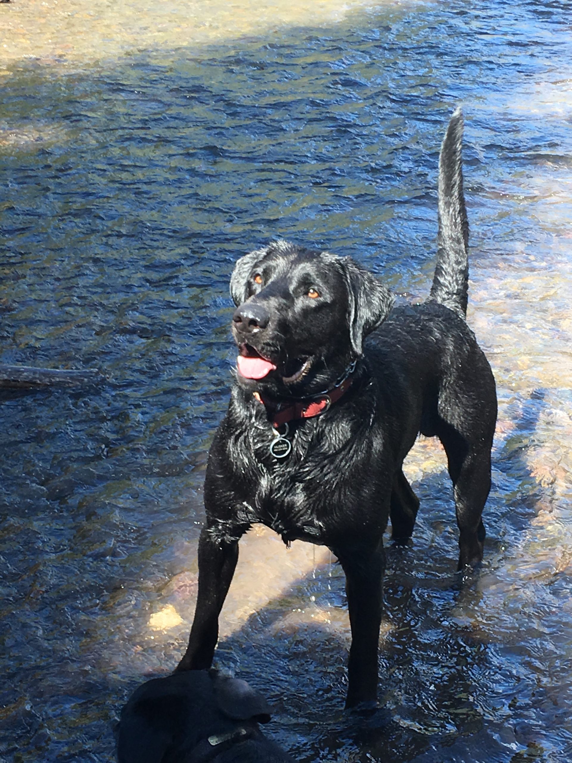 Husker Orvis Cover Dog