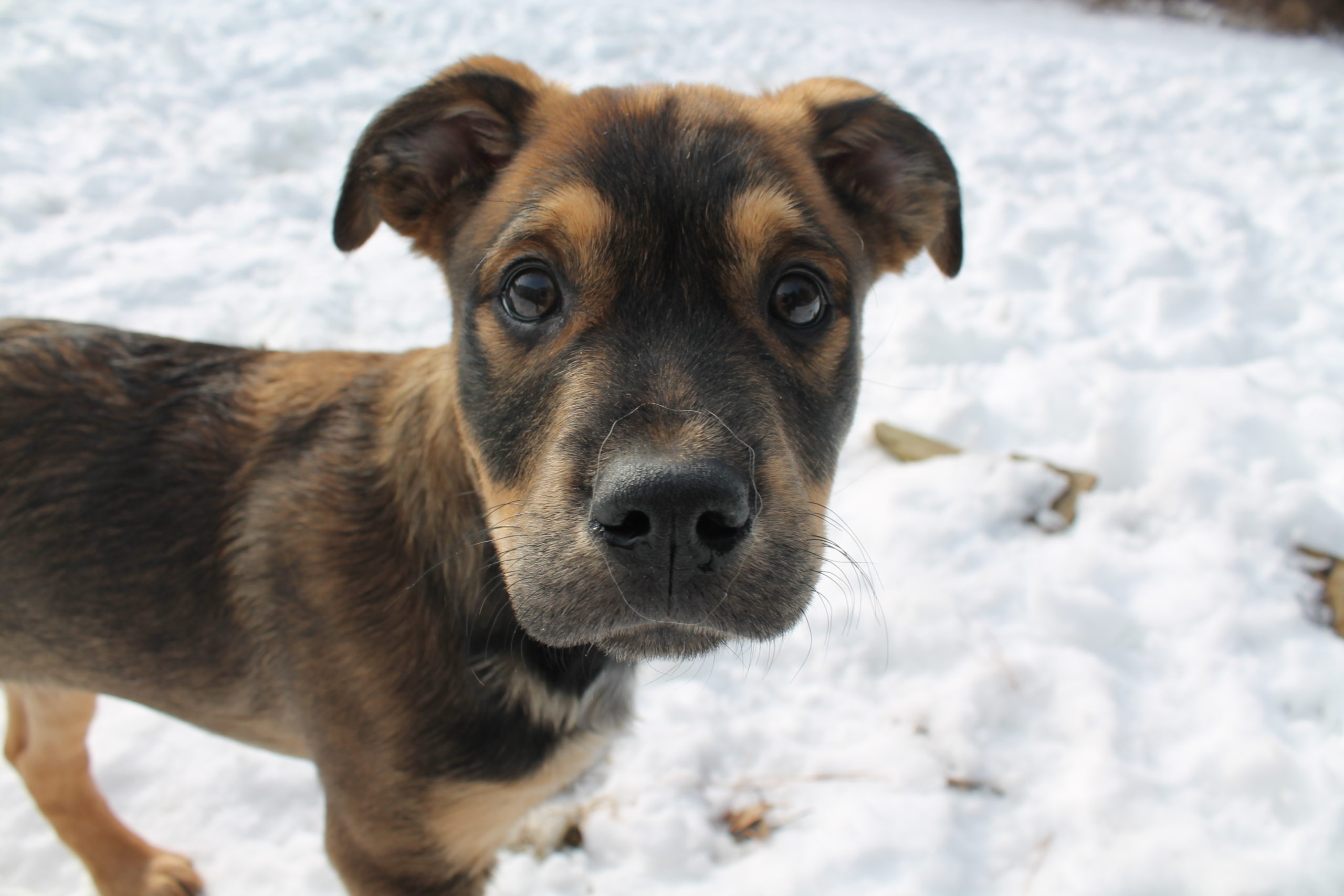 Finch Orvis Cover Dog