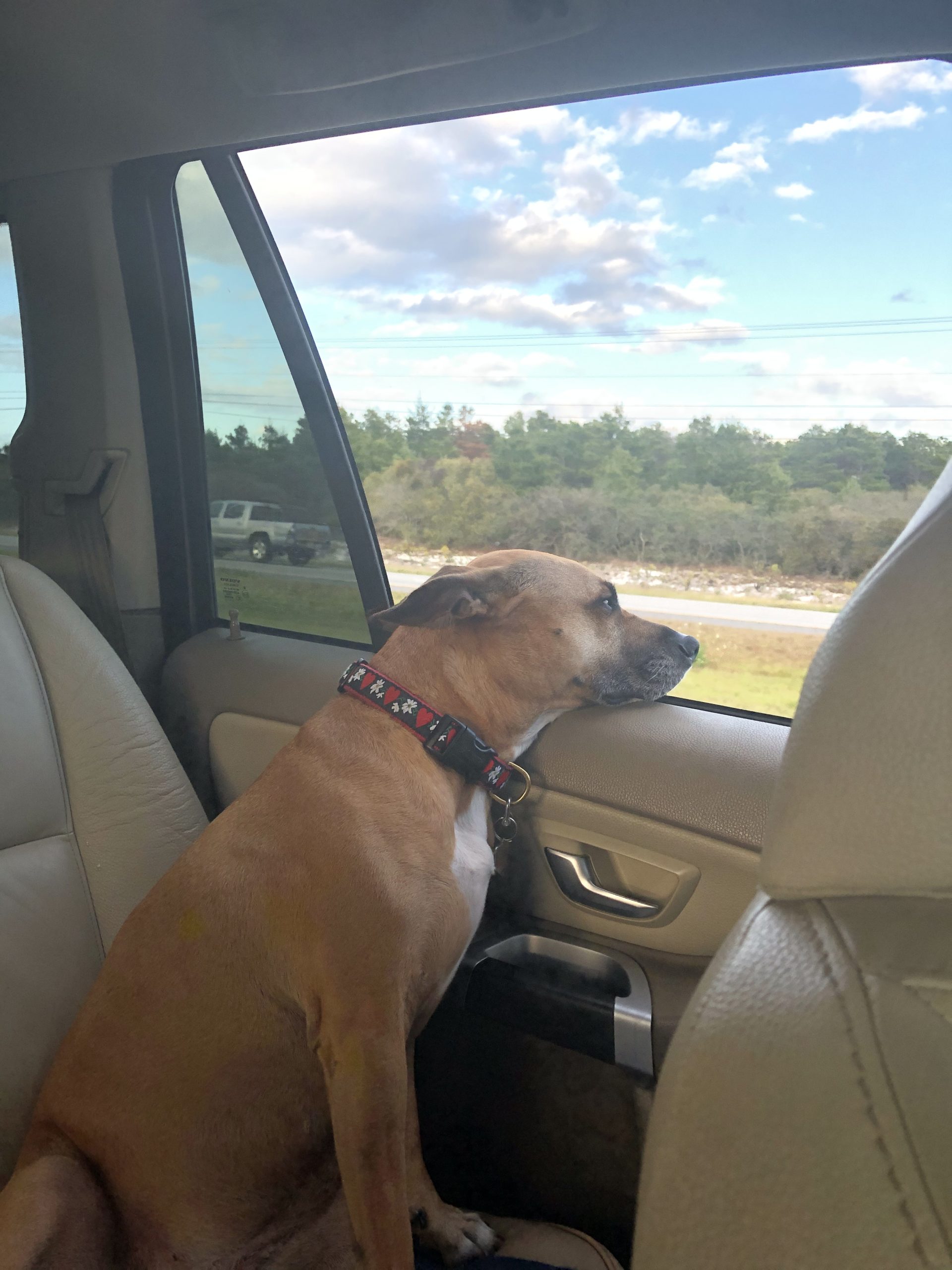 Soohie - Orvis Cover Dog