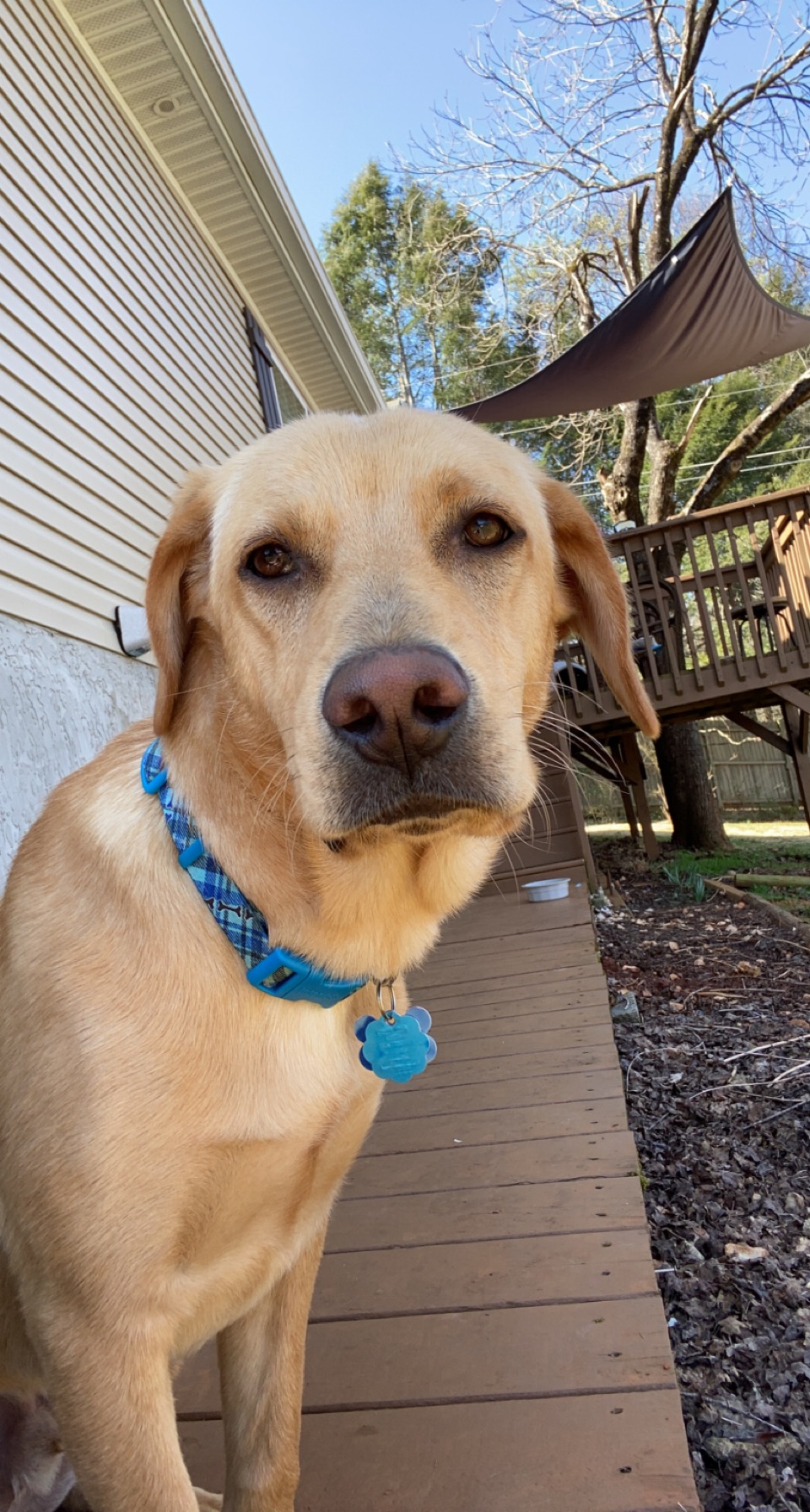 Beau Orvis Cover Dog