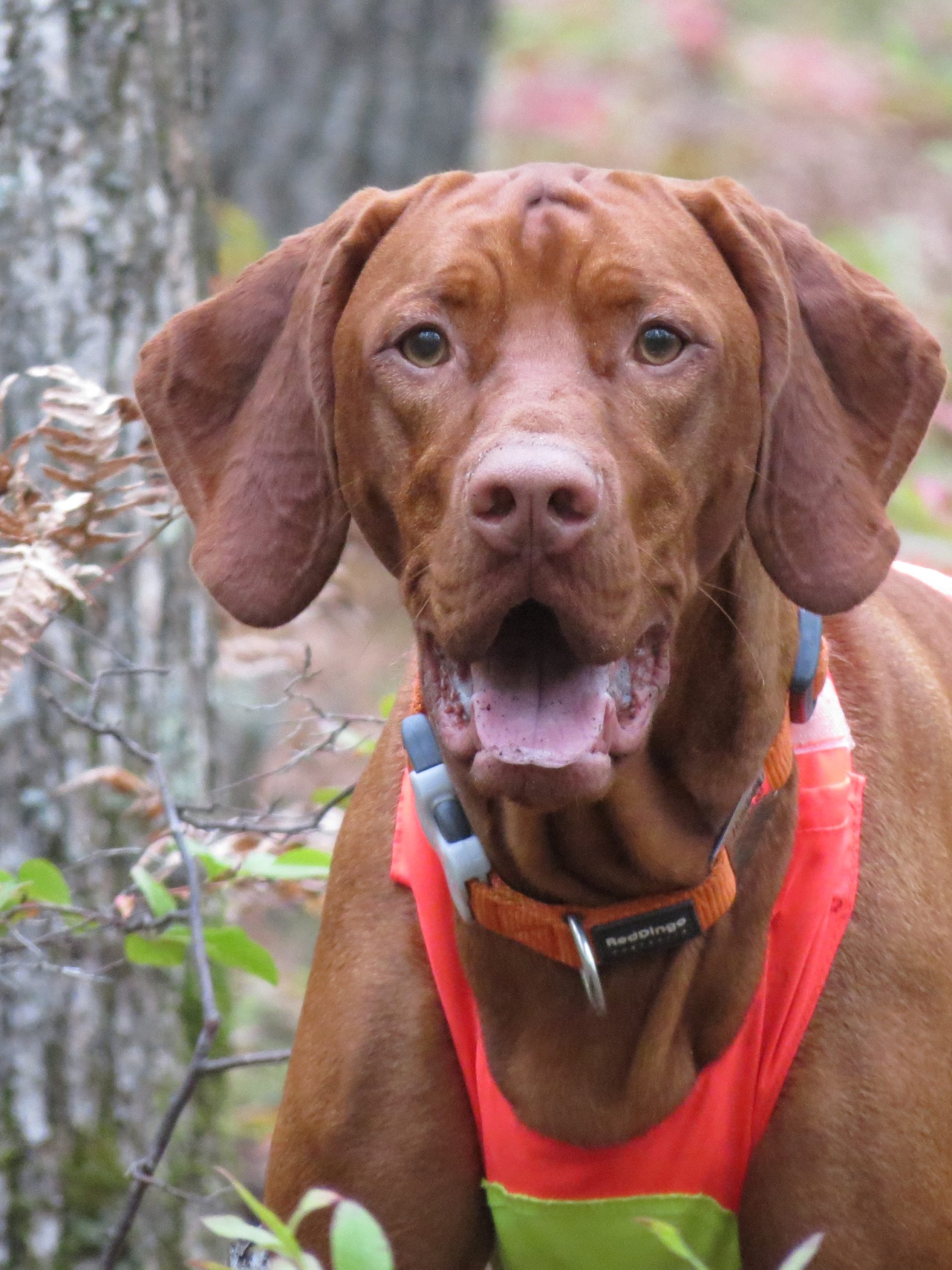 Hudson Orvis Cover Dog