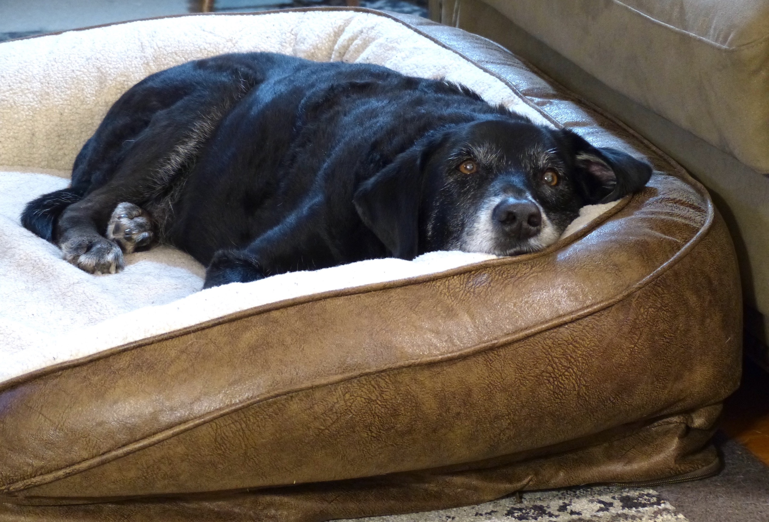 Becker Orvis Cover Dog