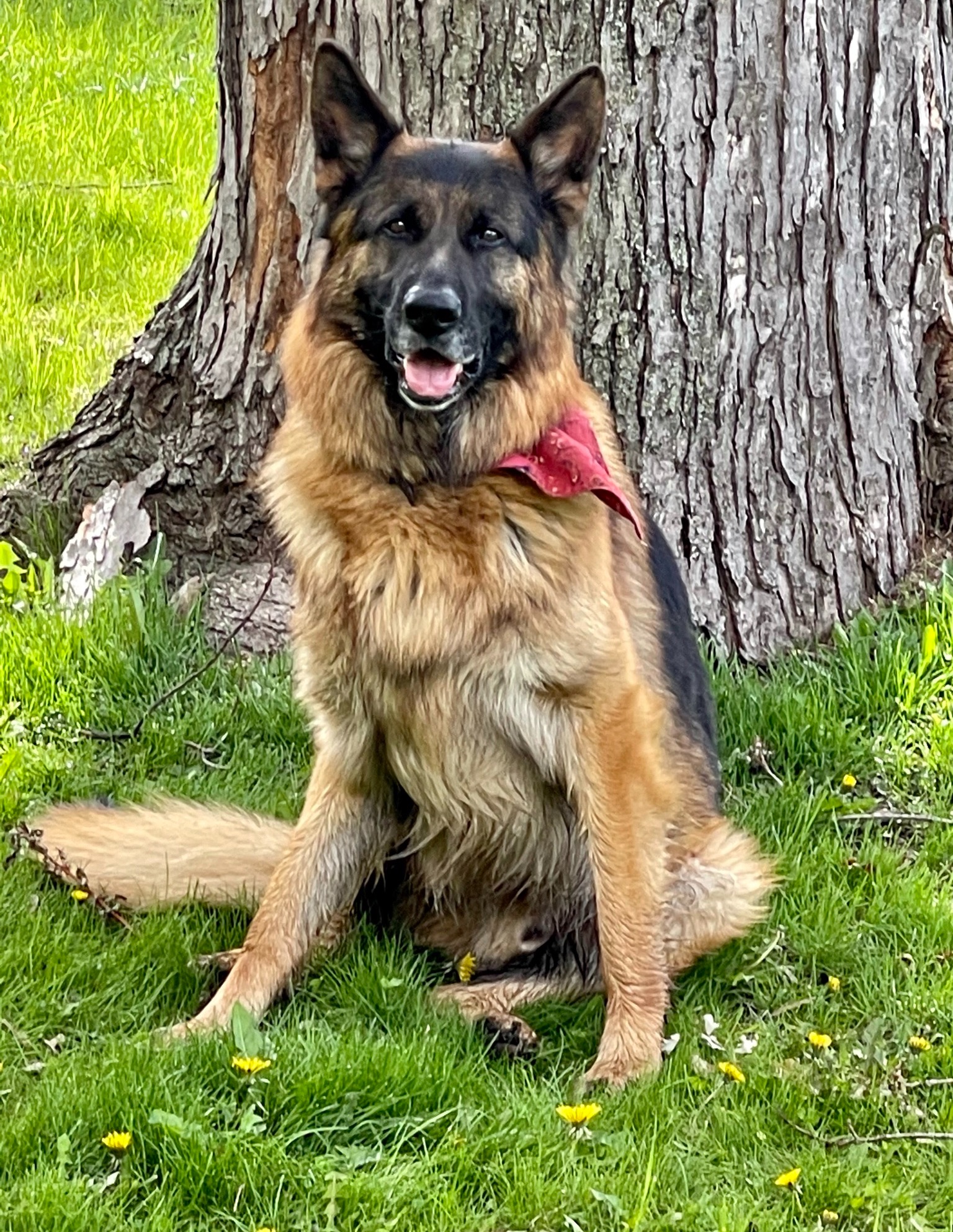 Liam Orvis Cover Dog