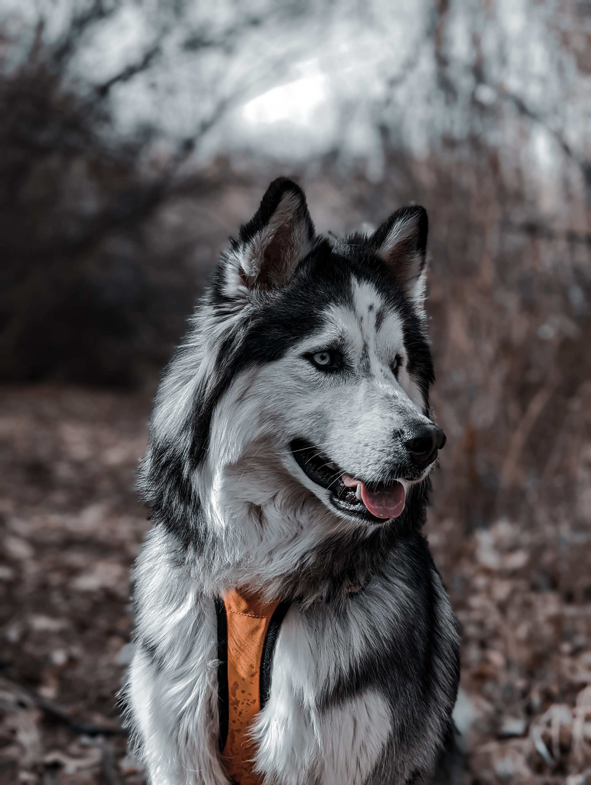 Koda Orvis Cover Dog