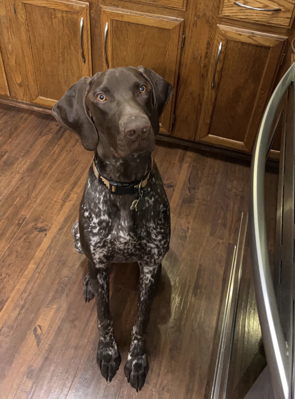 Sioux Orvis Cover Dog