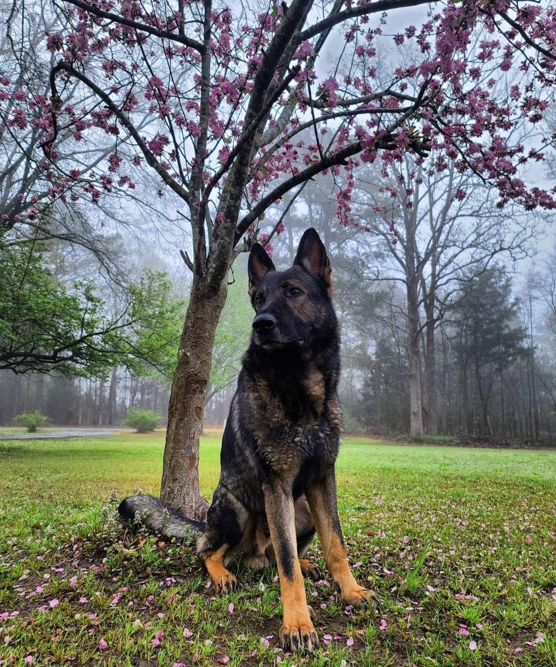 Orvis Cover Dog Contest