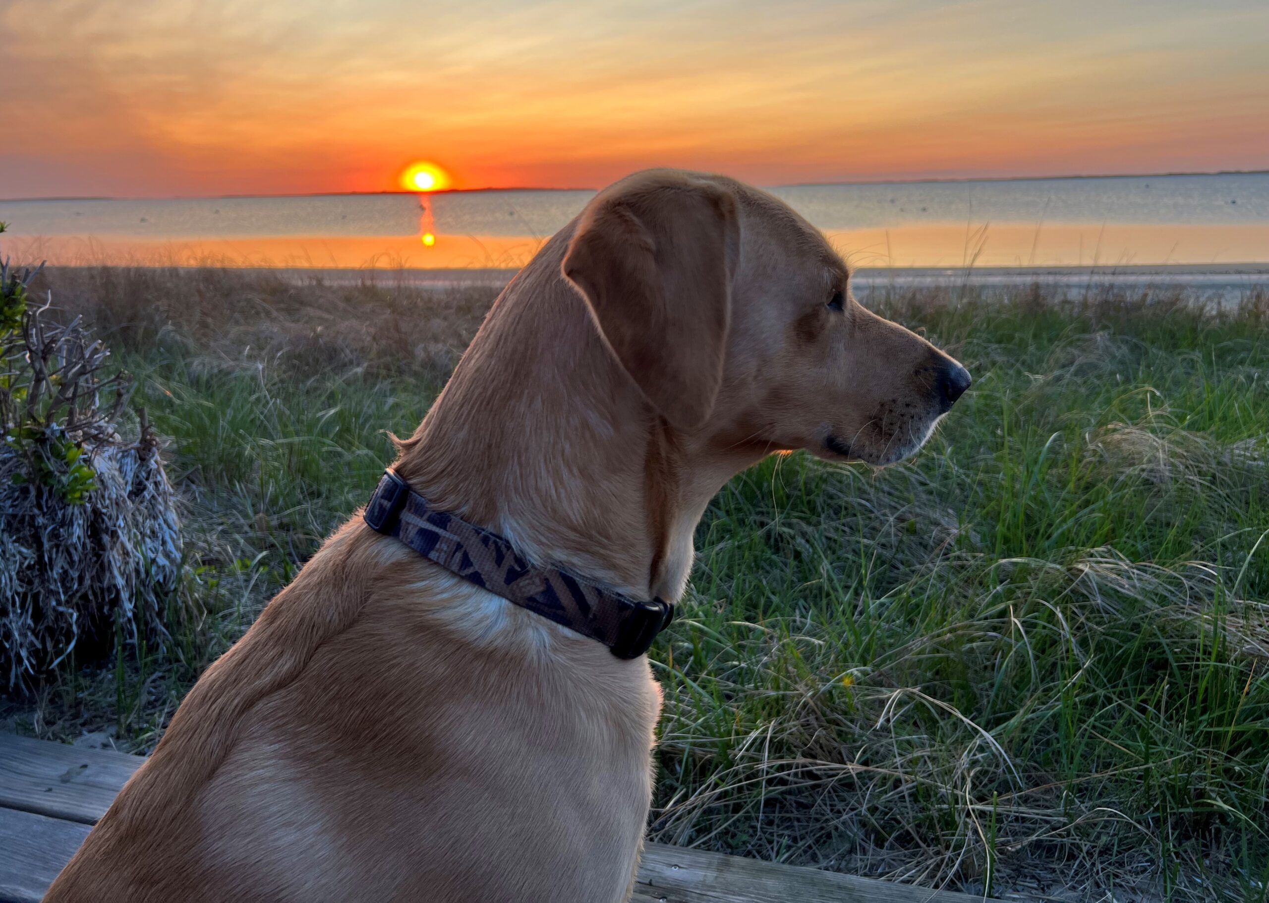 Dune Orvis Cover Dog