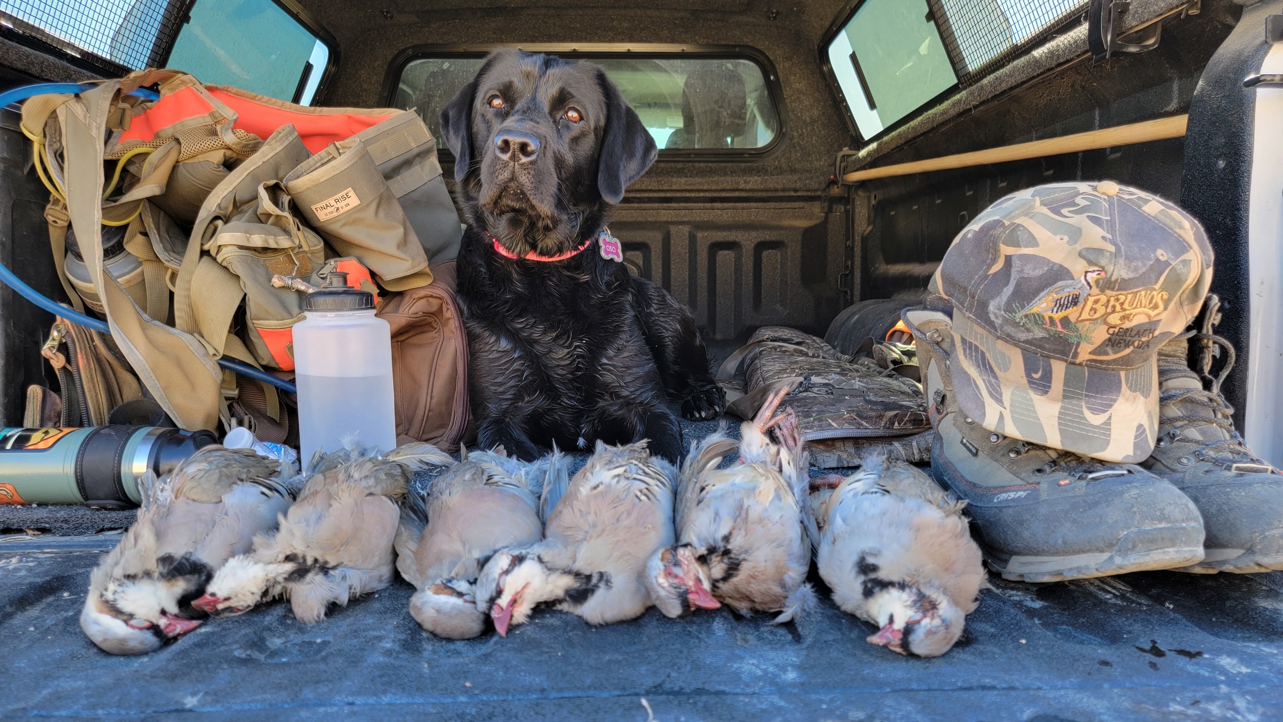 Cover Dog Vote Form Your Info Orvis Cover Dog