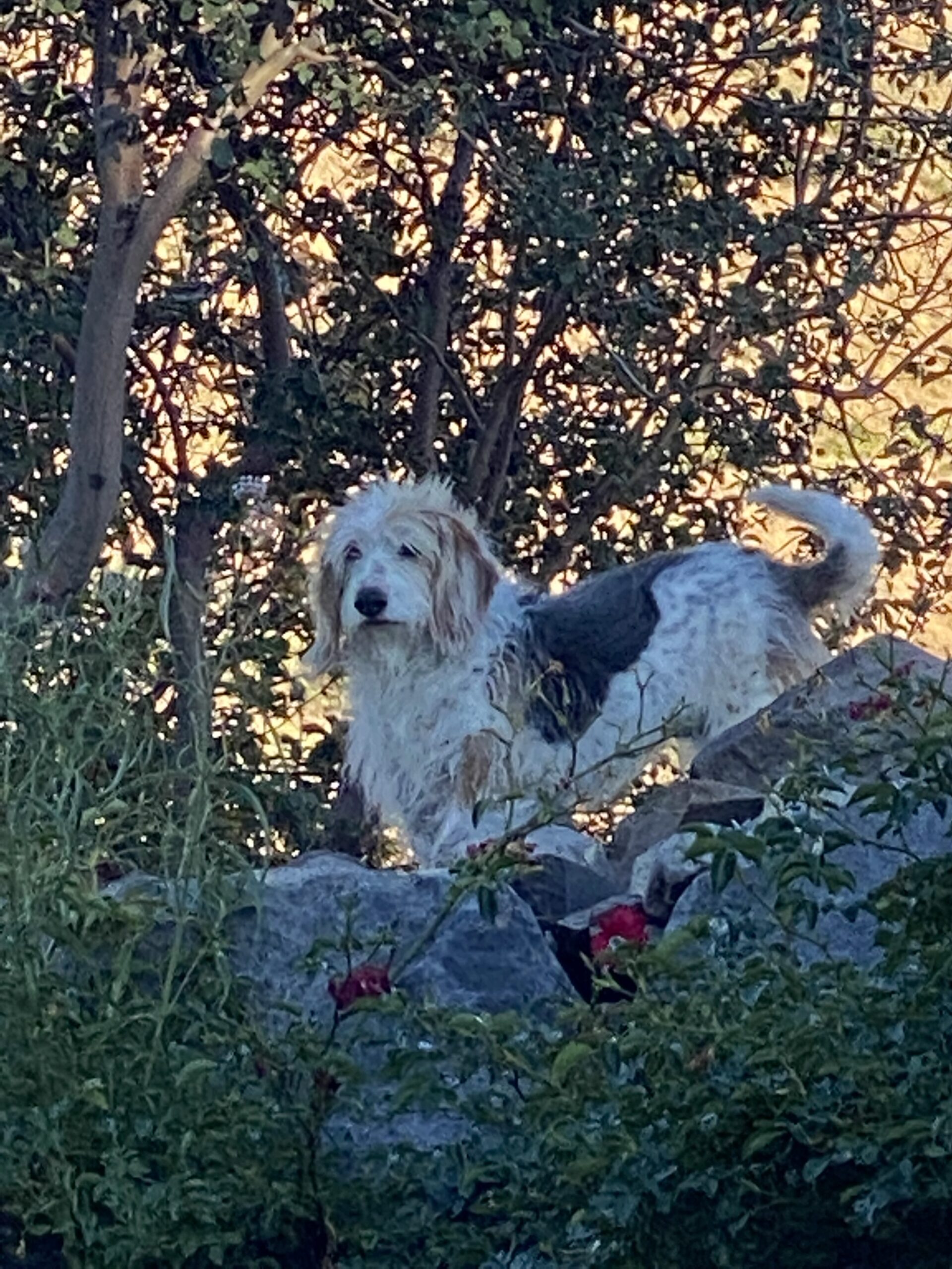 Cover Dog Vote Form Your Info Orvis Cover Dog