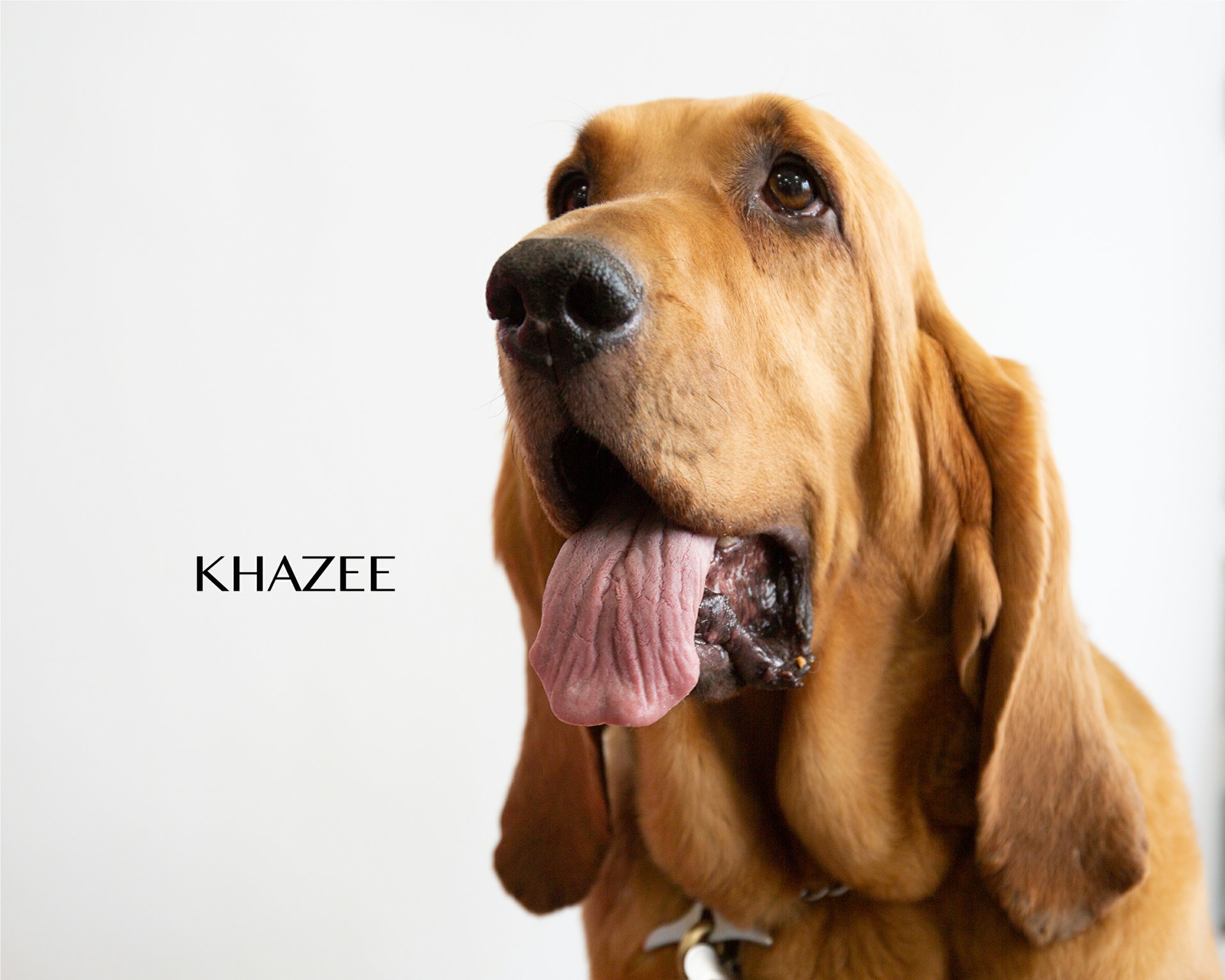 Cover Dog Vote Form Your Info Orvis Cover Dog